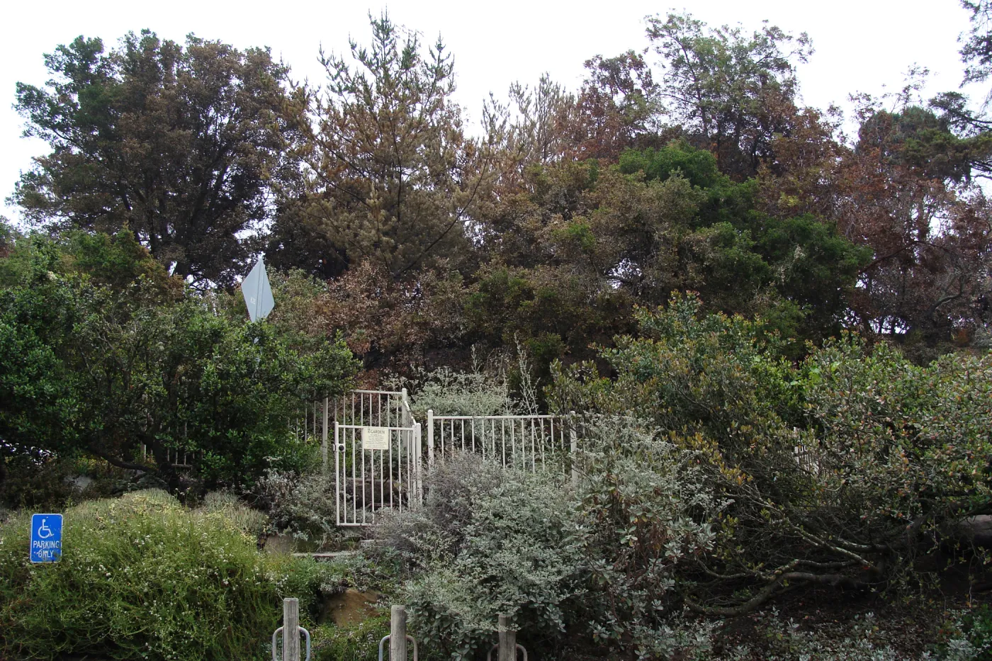 Santa Barbara Botanic Garden, after the Jesusita Fire