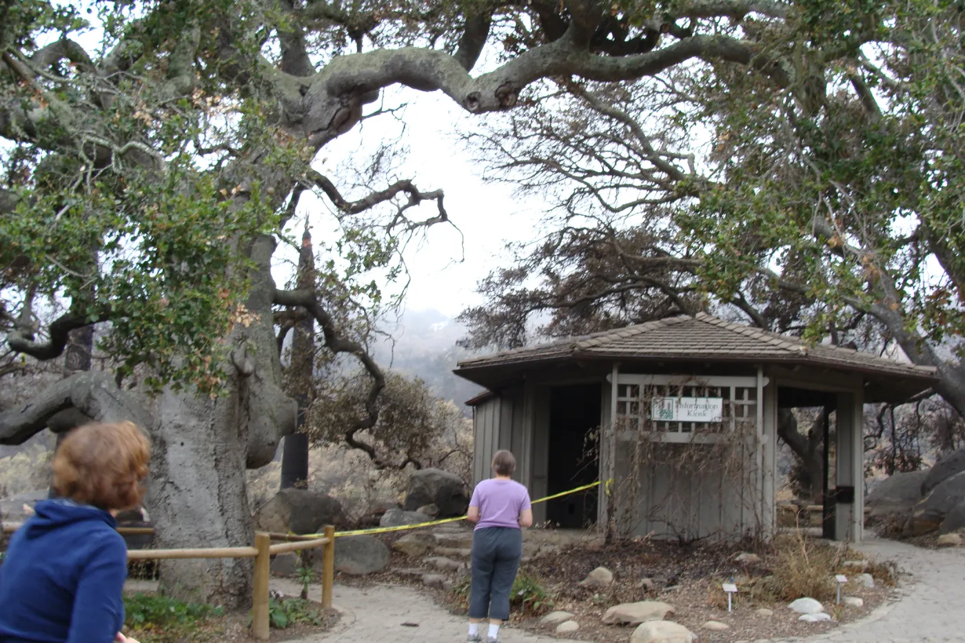Information Kiosk and Meadow Oaks, Santa Barbara Botanic Garden, after the Jesusita Fire