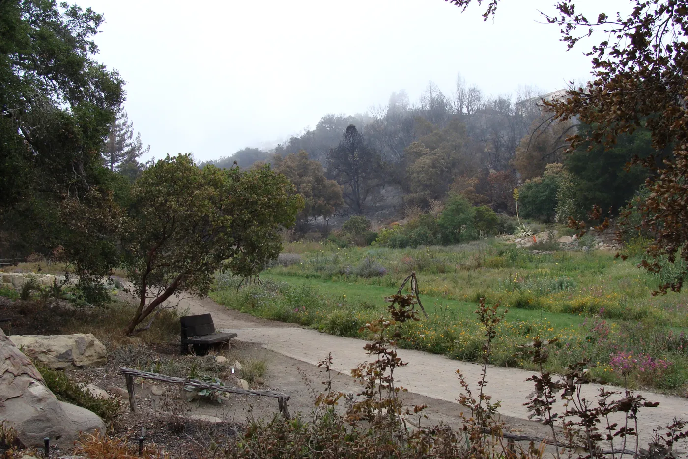 Meadow with burned slope behind, Santa Barbara Botanic Garden, after the Jesusita Fire