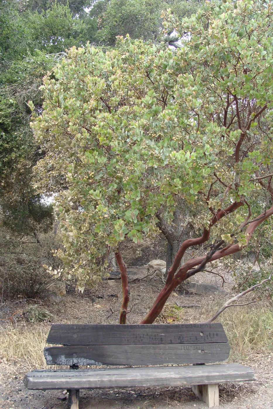 burned wood bench with manzanita, at the edge of the Meadow Oaks, Santa Barbara Botanic Garden, after the Jesusita Fire