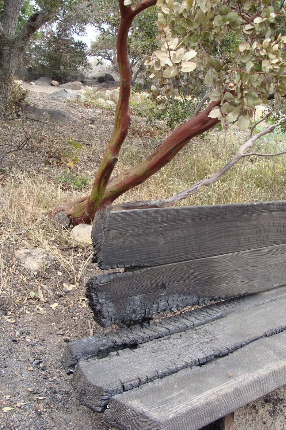 burned wood bench with manzanita, at the edge of the Meadow Oaks, Santa Barbara Botanic Garden, after the Jesusita Fire