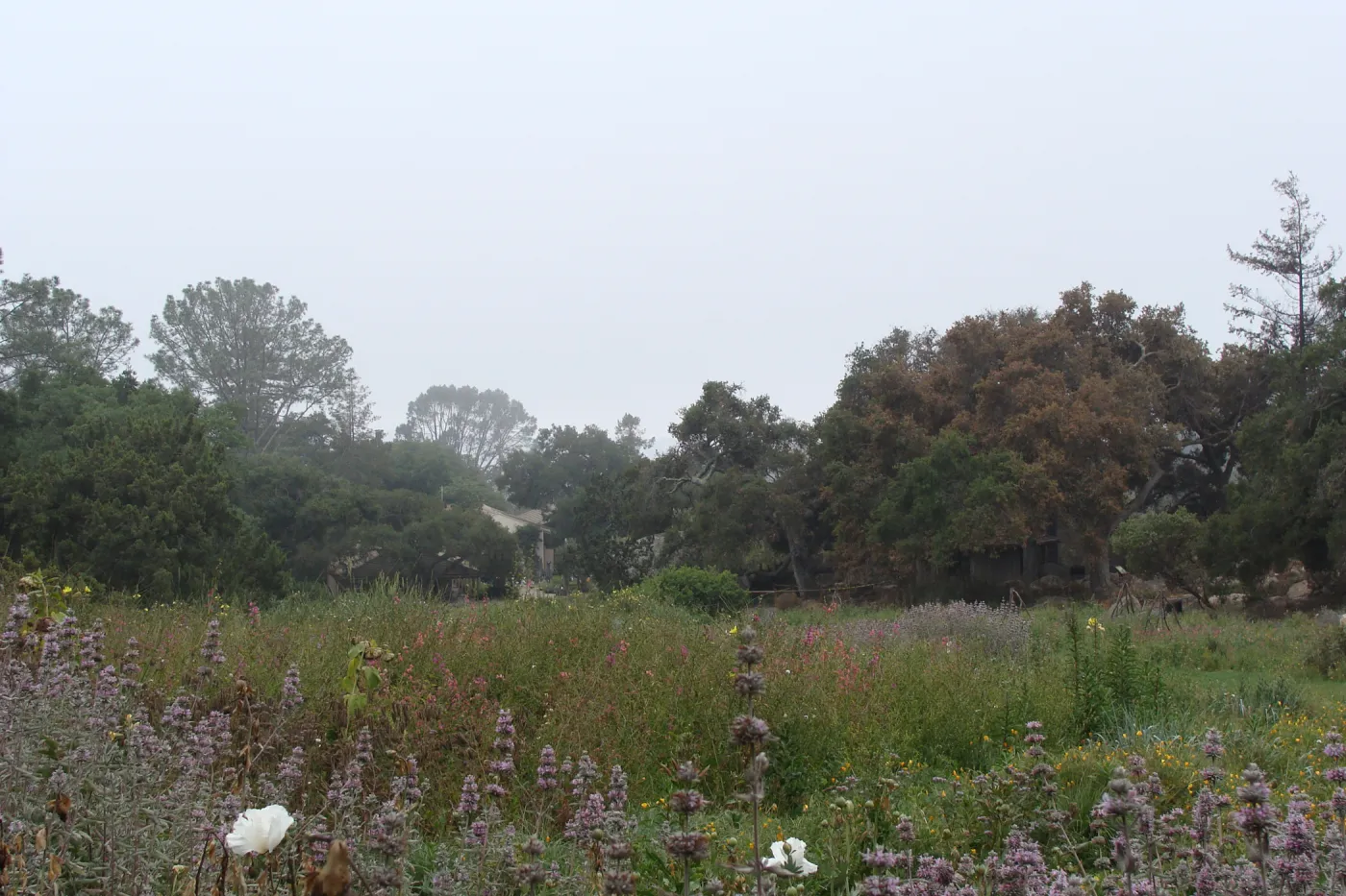 view across Meadow, down to Blaksley Library, Santa Barbara Botanic Garden, after the Jesusita Fire