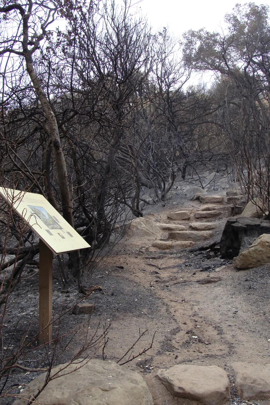 stone steps on the Woodland Trail, Santa Barbara Botanic Garden, after the Jesusita Fire