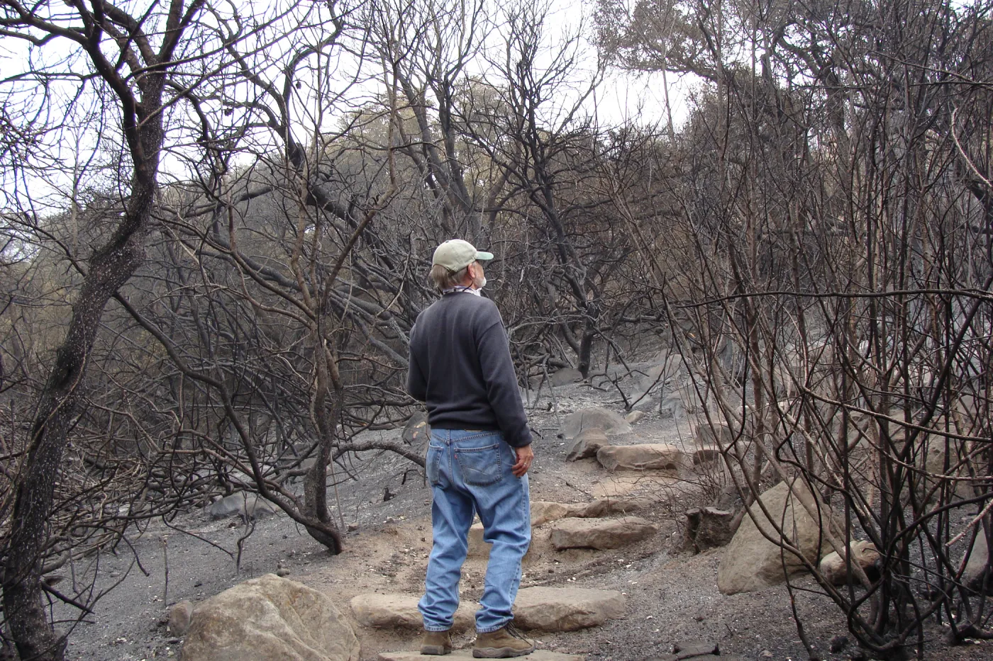 stone steps on the Woodland Trail, after the Jesusita Fire
