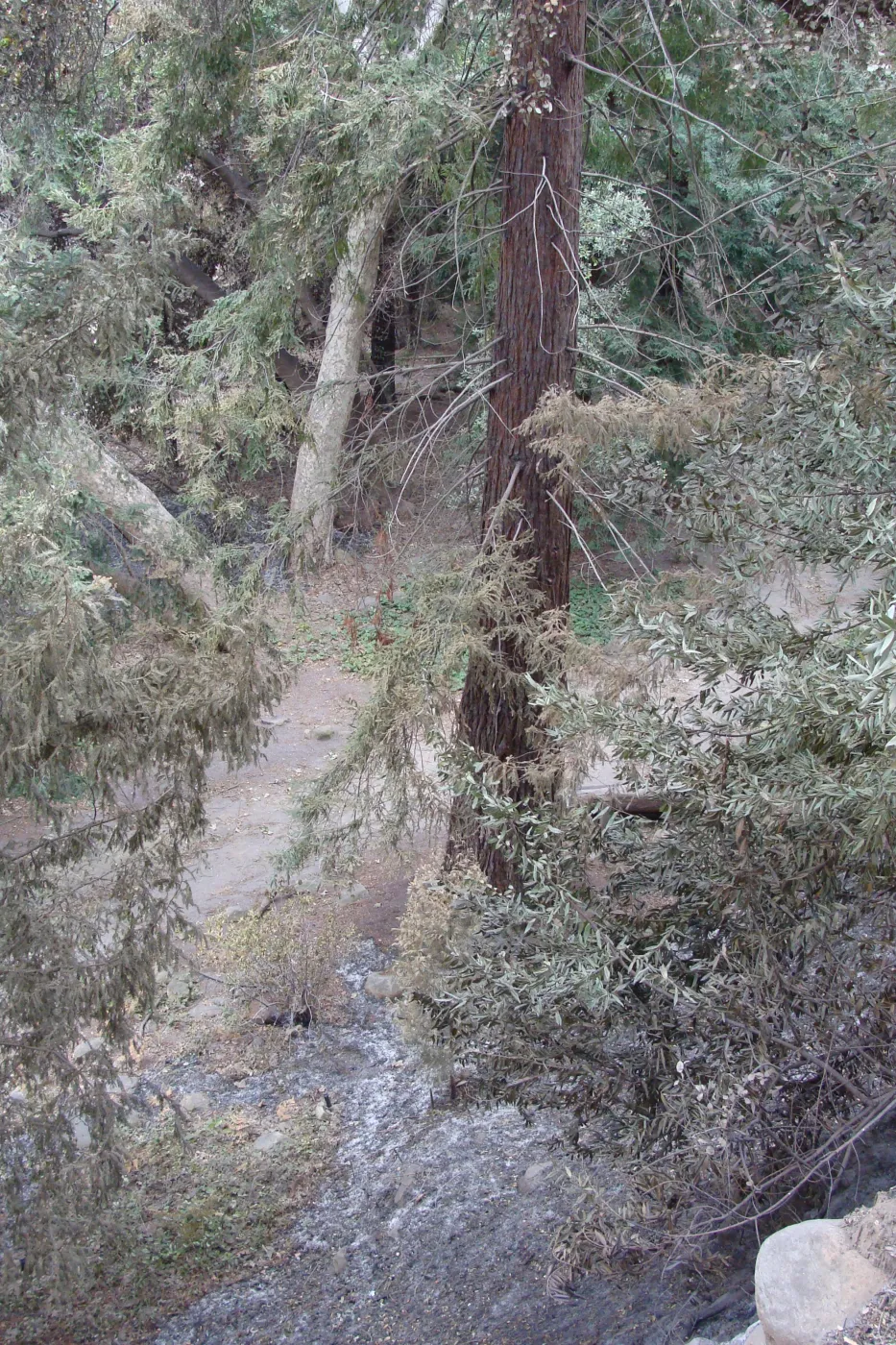 ash at base of singed redwood tree, Santa Barbara Botanic Garden, after the Jesusita Fire