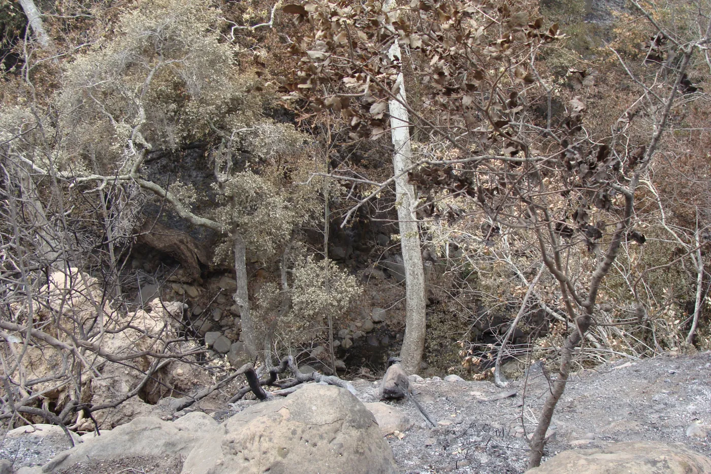 burned vegetation in Mission Canyon, Santa Barbara Botanic Garden, after the Jesusita Fire