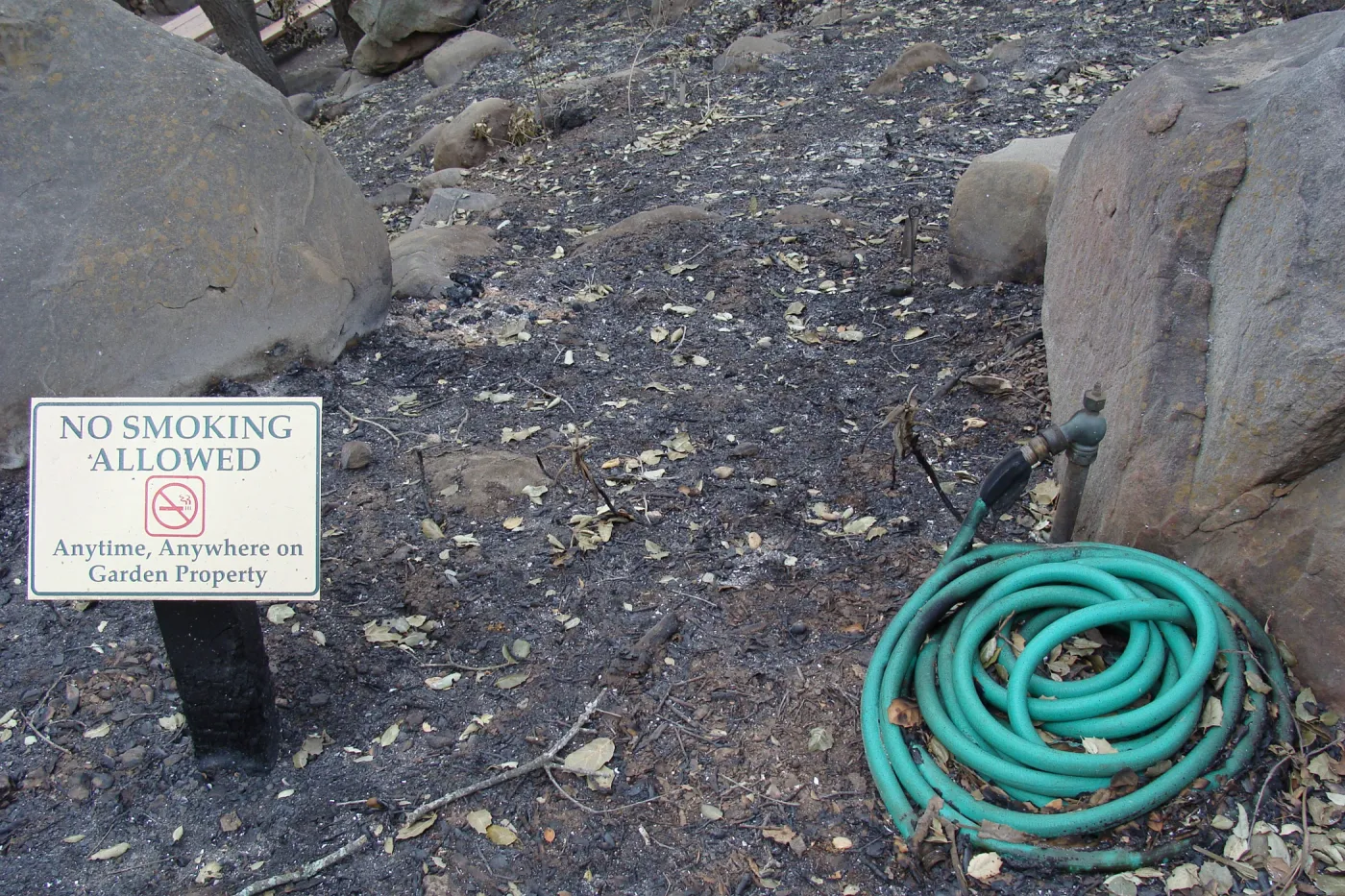 melted garden hose, Santa Barbara Botanic Garden, after the Jesusita Fire