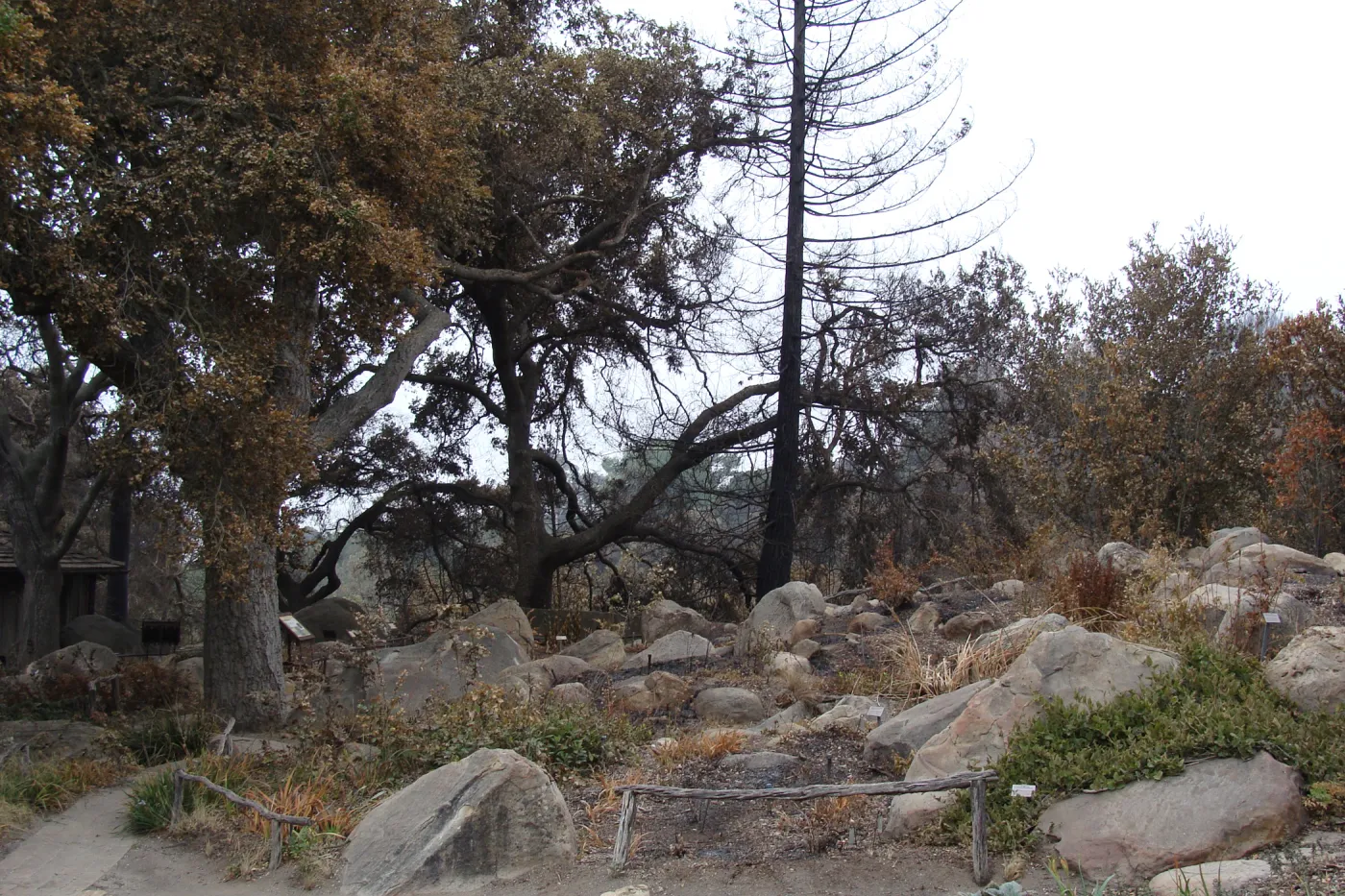 Santa Barbara Botanic Garden, after the Jesusita Fire