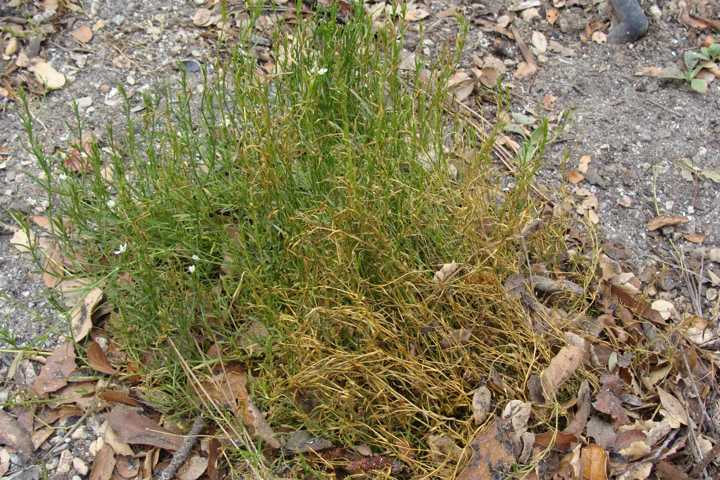 fire singed Arenaria paludicola, Conservation Garden, the Santa Barbara Botanic Garden, after the Jesusita Fire