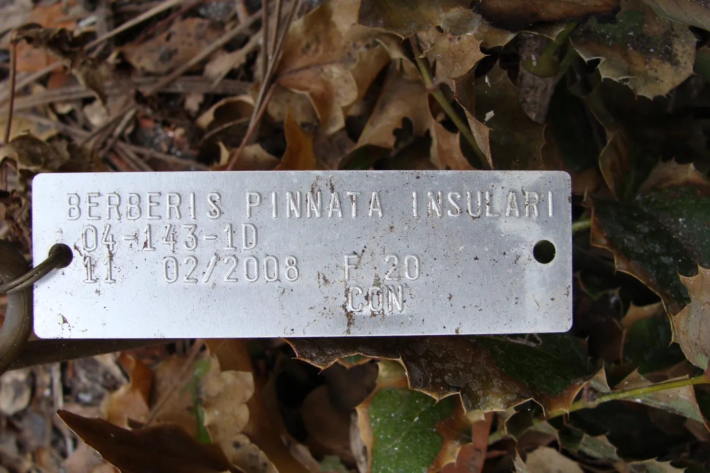 fire singed accession label for Island Barberry , Conservation Garden, the Santa Barbara Botanic Garden, after the Jesusita Fire