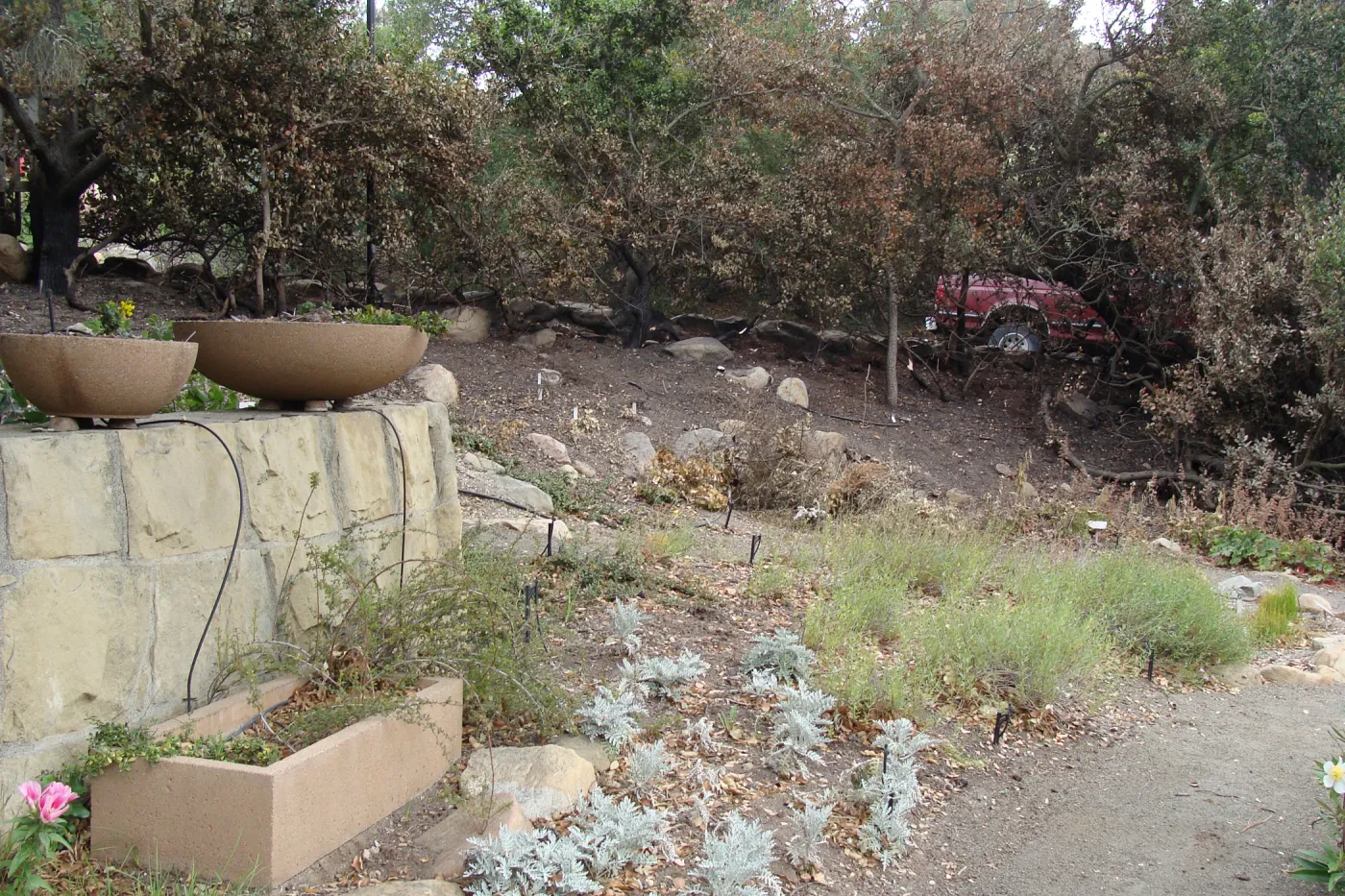 Fire singed the edge of the Conservation Display Garden, Santa Barbara Botanic Garden, after the Jesusita Fire