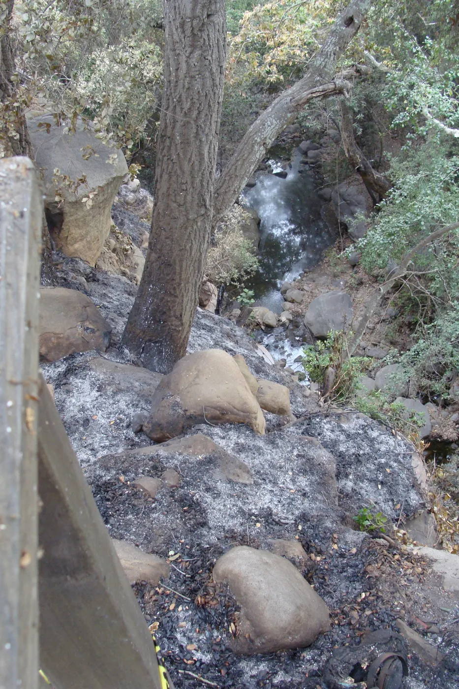ash along the canyon rim and in Mission Creek, Santa Barbara Botanic Garden, after the Jesusita Fire