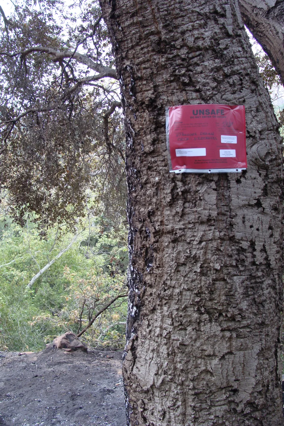 'Unsafe' red tag, Santa Barbara Botanic Garden, after the Jesusita Fire