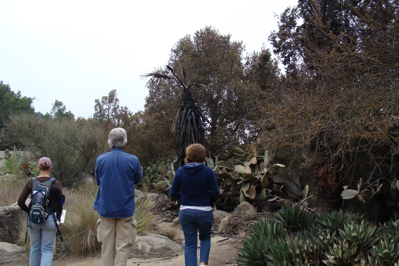 staff surveying the damage in the Desert Section, Santa Barbara Botanic Garden, after the Jesusita Fire