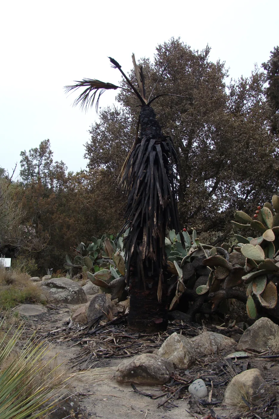 burned plants in the Desert Section, after the Jesusita Fire