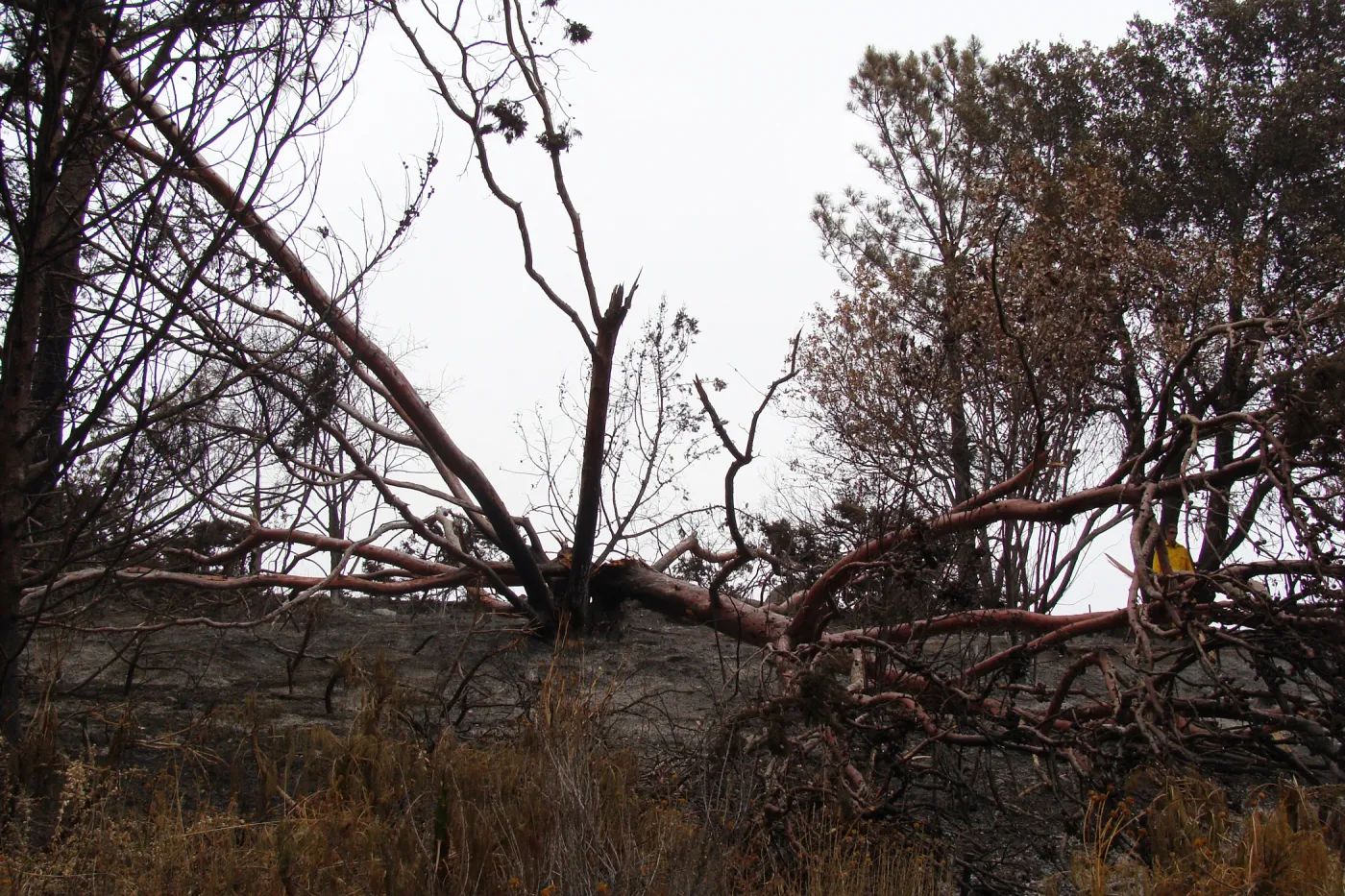 burned Cypress, Cupressus forbesii, after the Jesusita Fire