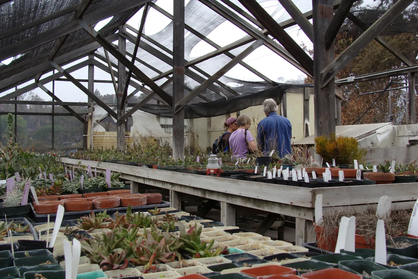 SBBG staff examining the damage inside the Horticulture lath house at the Hort Unit, after the Jesusita Fire