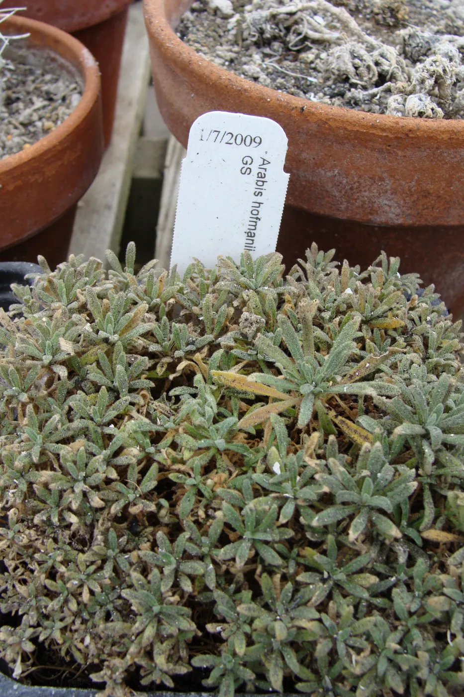 potted Arabis hoffmannii covered in ash, Santa Barbara Botanic Garden, after the Jesusita Fire