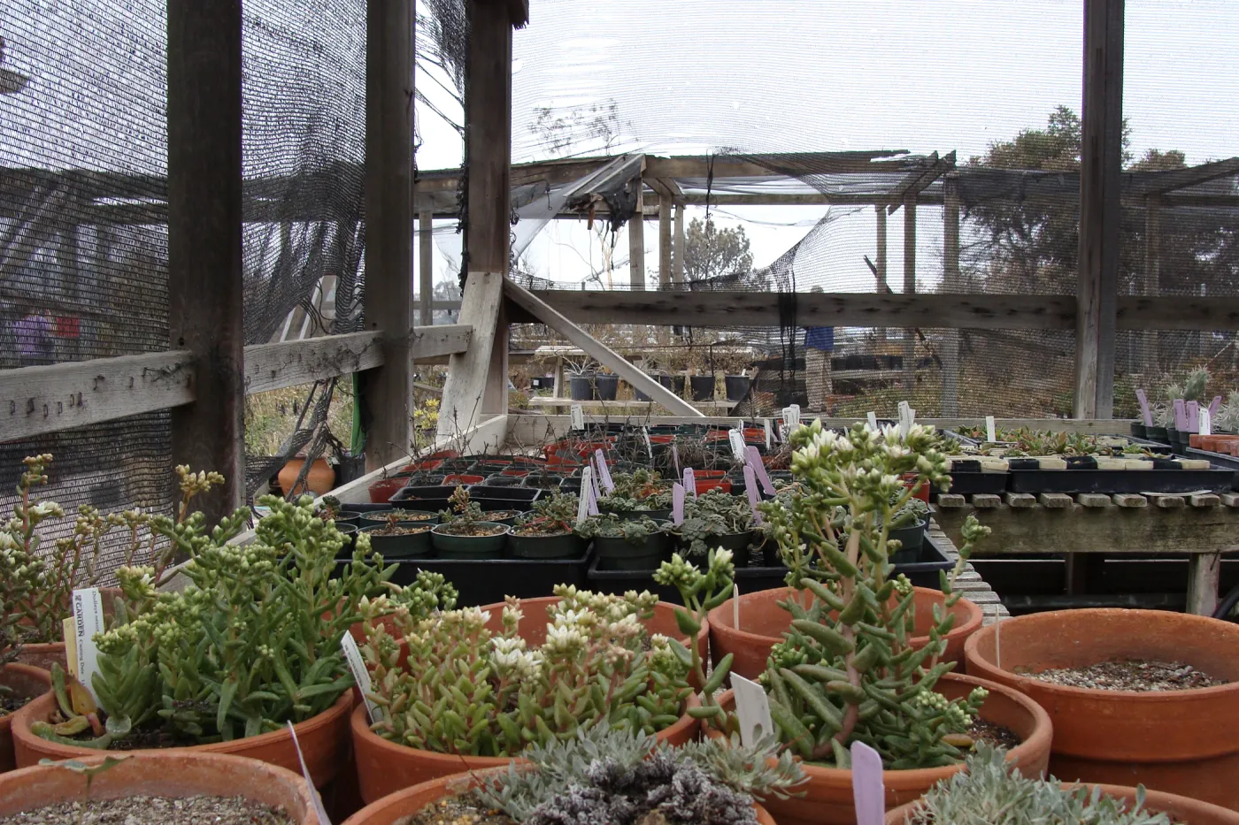 Dudleya nesiotica plants spared by the fire, Santa Barbara Botanic Garden, after the Jesusita Fire