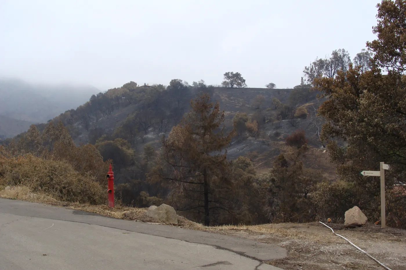 burned vegetation on the East Slope, after the Jesusita Fire