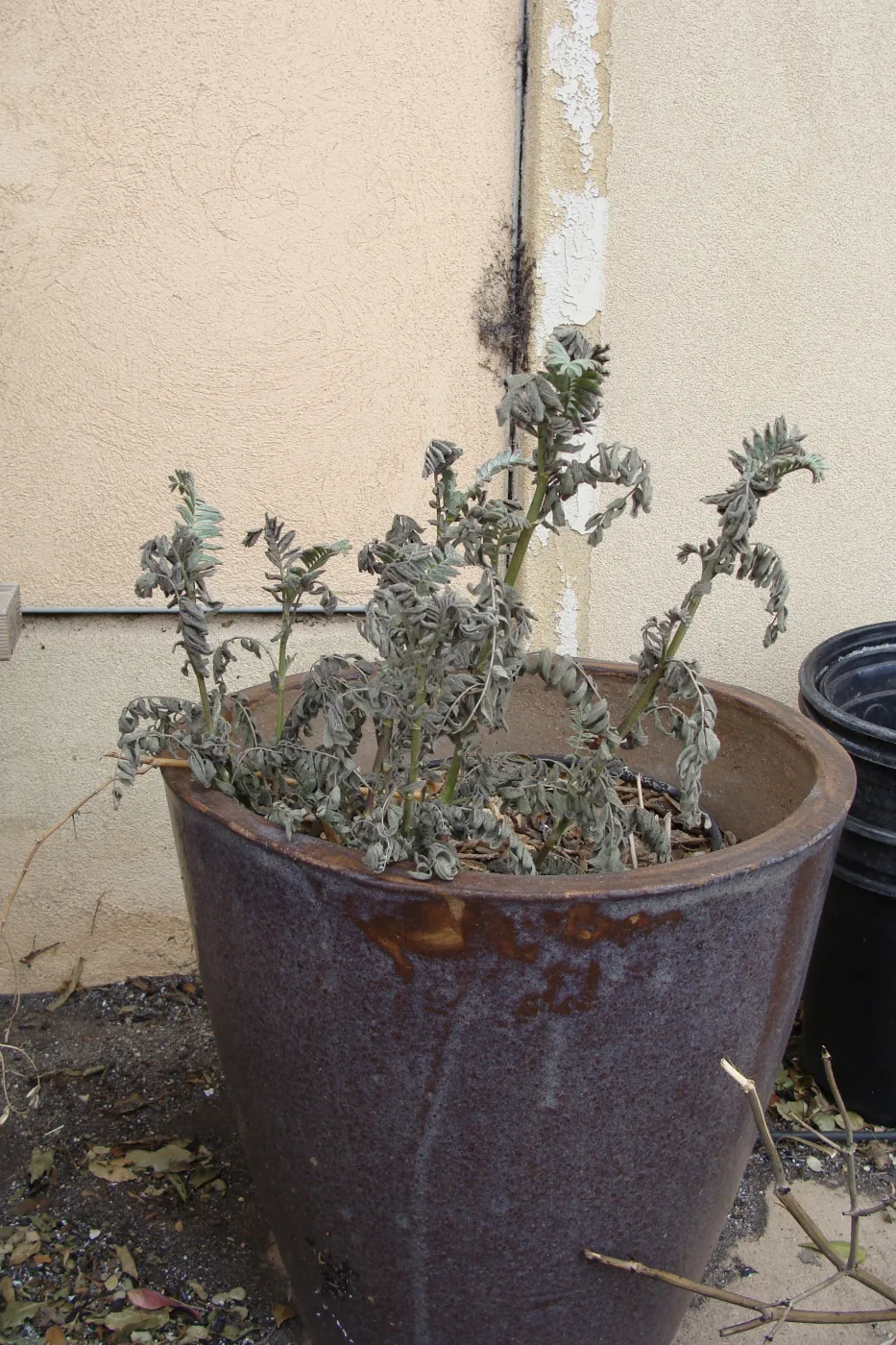 burned pot containing Ventura Marsh Milkvetch, Santa Barbara Botanic Garden, after the Jesusita Fire