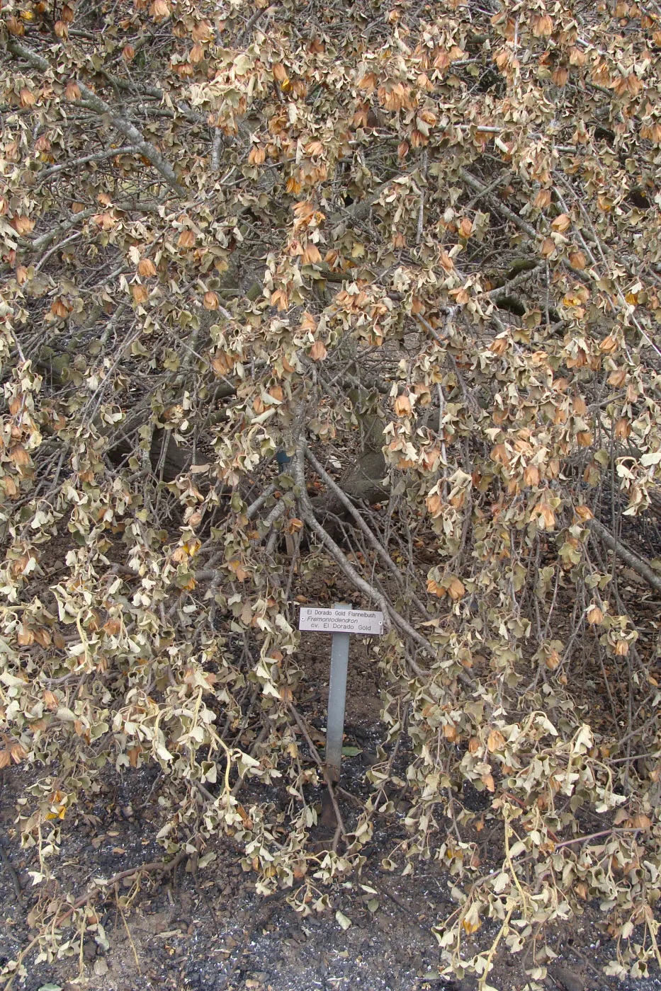 burned 'El Dorado Gold Flannelbush' on the Porter Trail, after the Jesusita Fire
