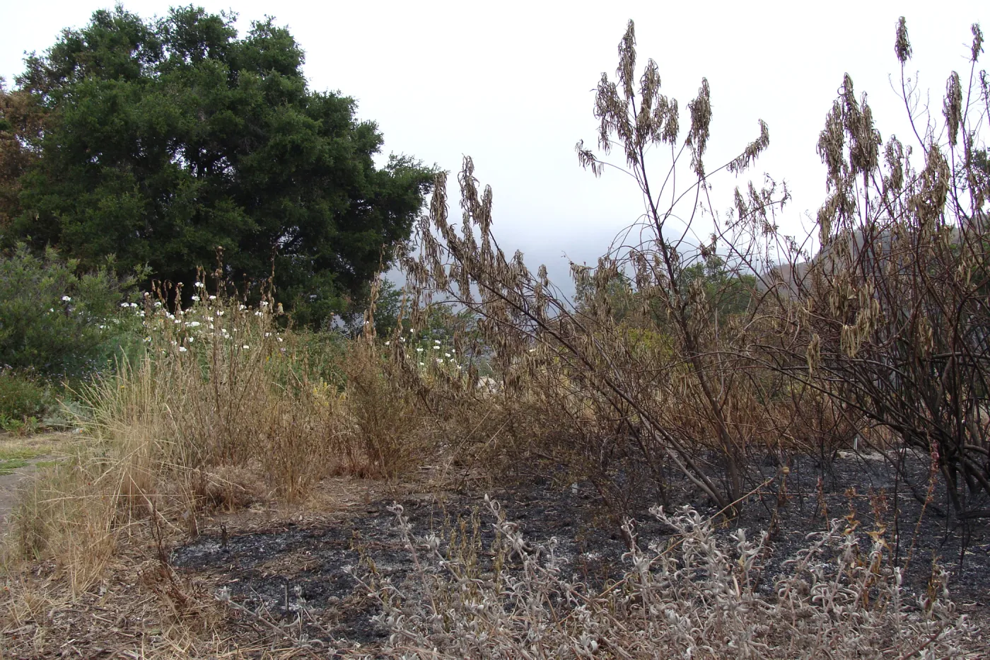 burned vegetation on the Porter Trail, after the Jesusita Fire