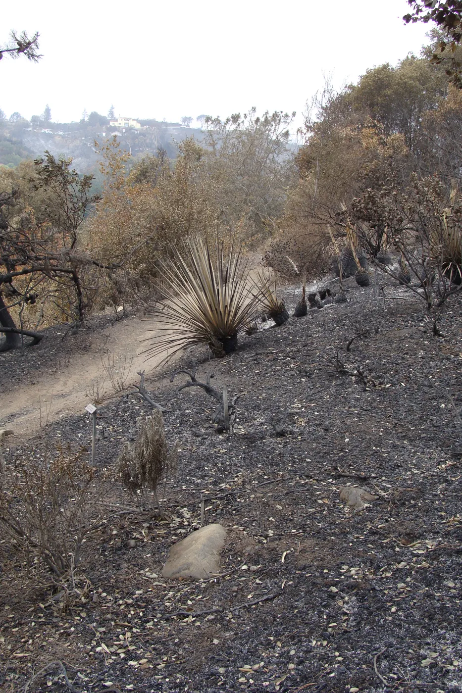 burned vegetation on the Porter Trail, after the Jesusita Fire