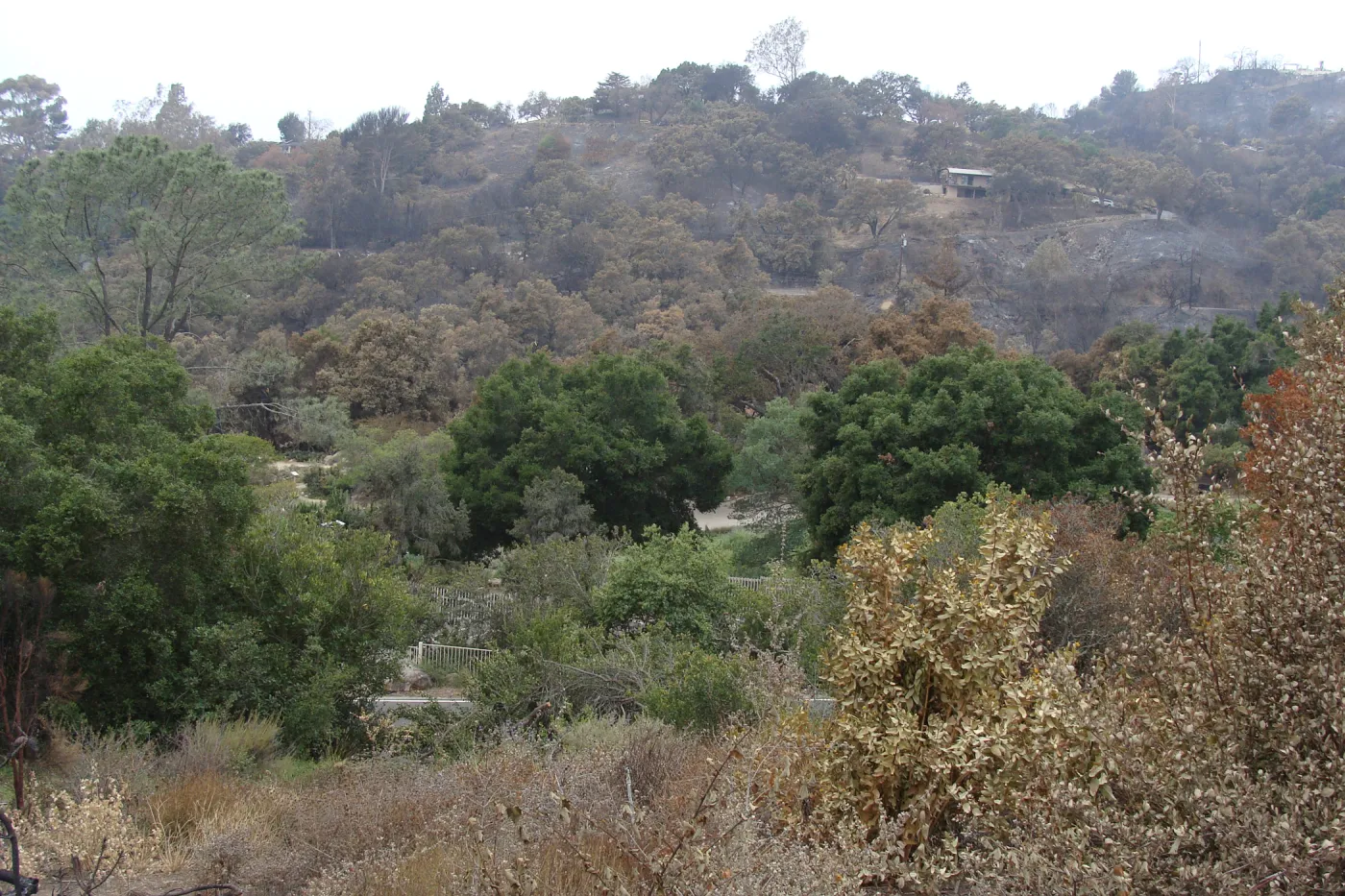 viewing across the Garden and Mission Canyon from the Porter Trail, after the Jesusita Fire