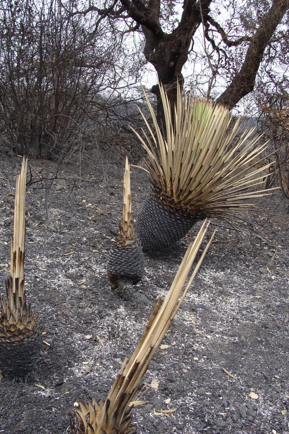 Yuccas burned by the Jesusita Fire