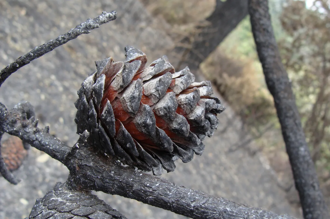 charred knobcone pine cone, recently opened by the heat of the fire, Santa Barbara Botanic Garden, after the Jesusita Fire