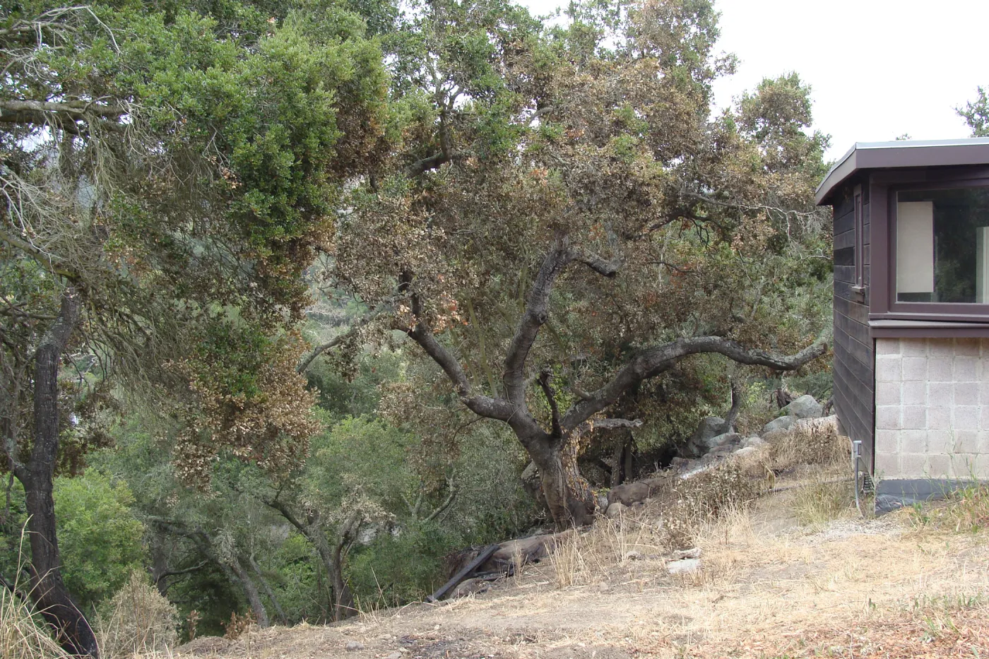burned slope behind the Tunnel Road Studio, Santa Barbara Botanic Garden, after the Jesusita Fire