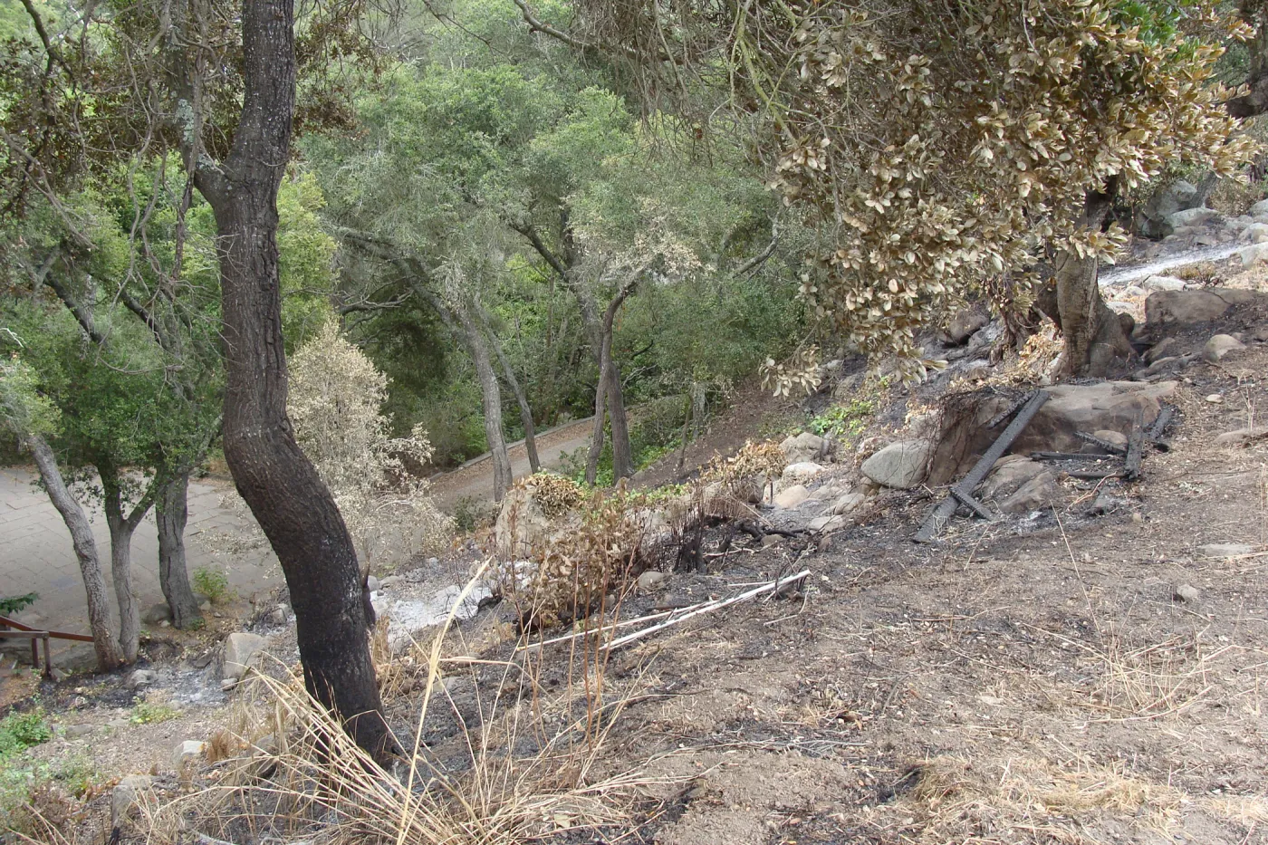 spot fire, burned slope above and behind the Guild House, after the Jesusita Fire