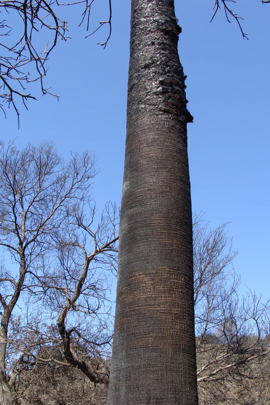 burned palm in the Desert section, after the Jesusita Fire