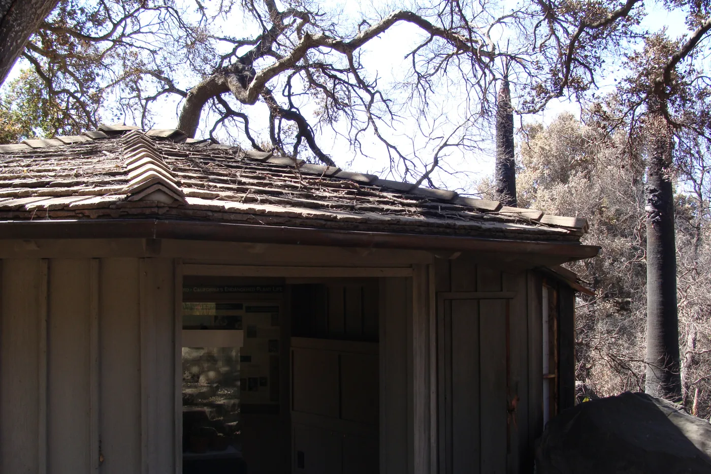 Information Kiosk and two burned palms, after the Jesusita Fire