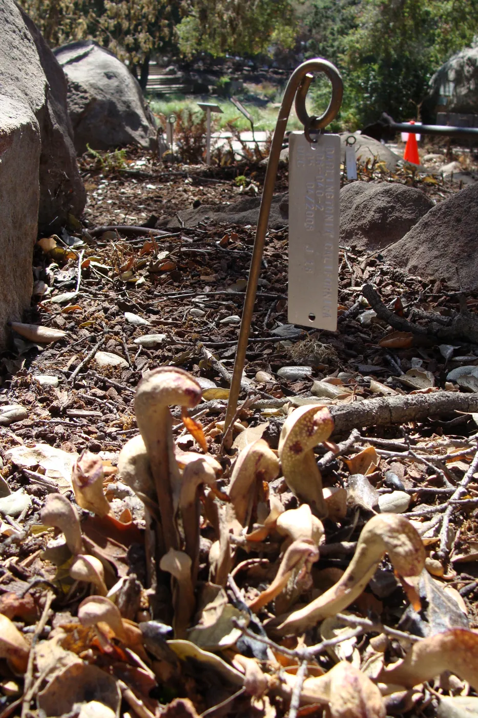 California Pitcher Plant, Darlingtonia californica, after the Jesusita Fire