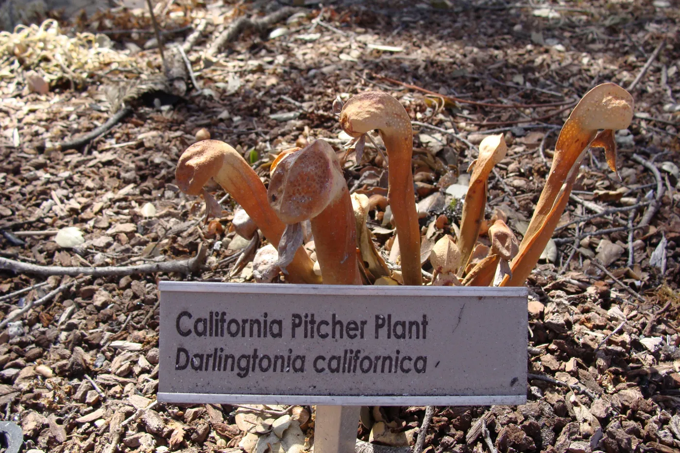 California Pitcher Plant, Darlingtonia californica, after the Jesusita Fire