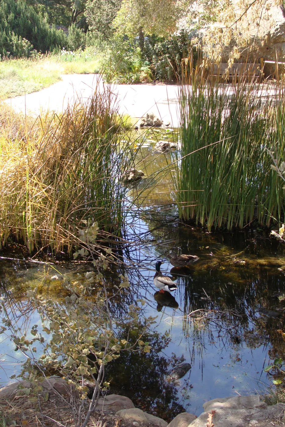 pair of Mallard ducks taking refuge in the Garden Pond, after the Jesusita Fire