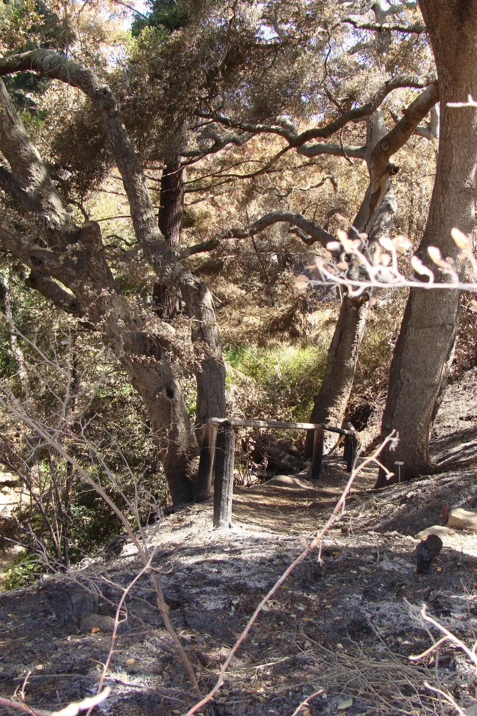burned vegetation at the top of the Indian Steps, after the Jesusita Fire
