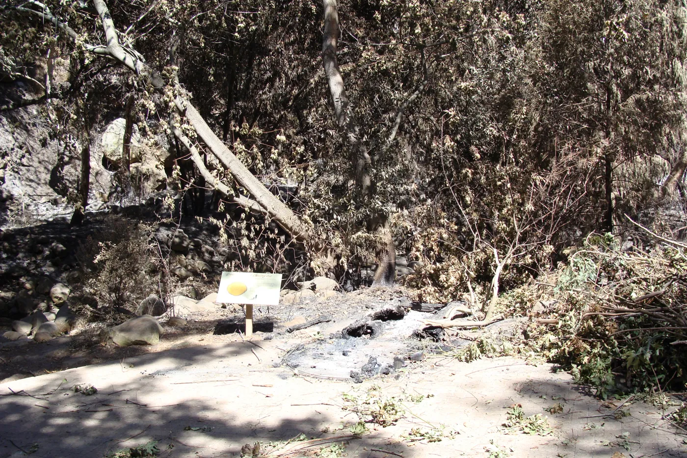burned remains of the Redwood Cross-section Exhibit, after the Jesusita Fire