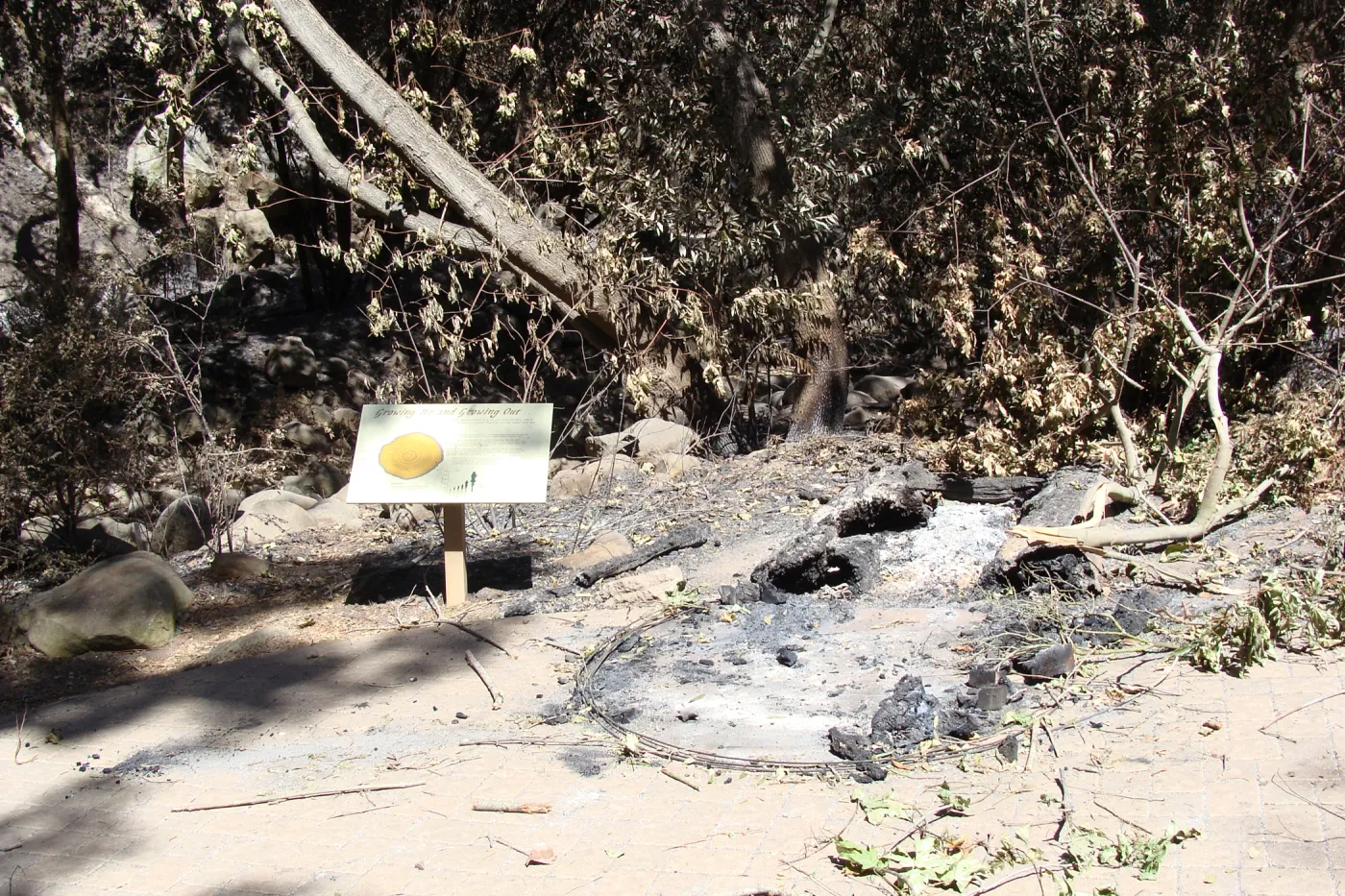 burned remains of the Redwood Cross-section exhibit, after the Jesusita Fire