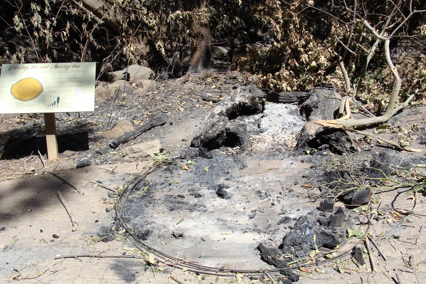 burned remains of the Redwood Cross-section exhibit, after the Jesusita Fire