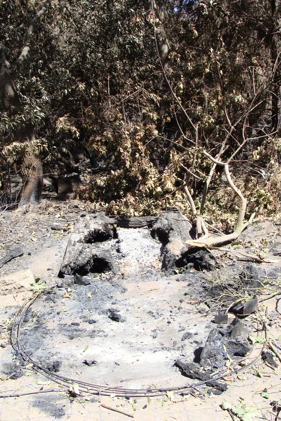 burned remains of the Redwood Cross-section exhibit, after the Jesusita Fire