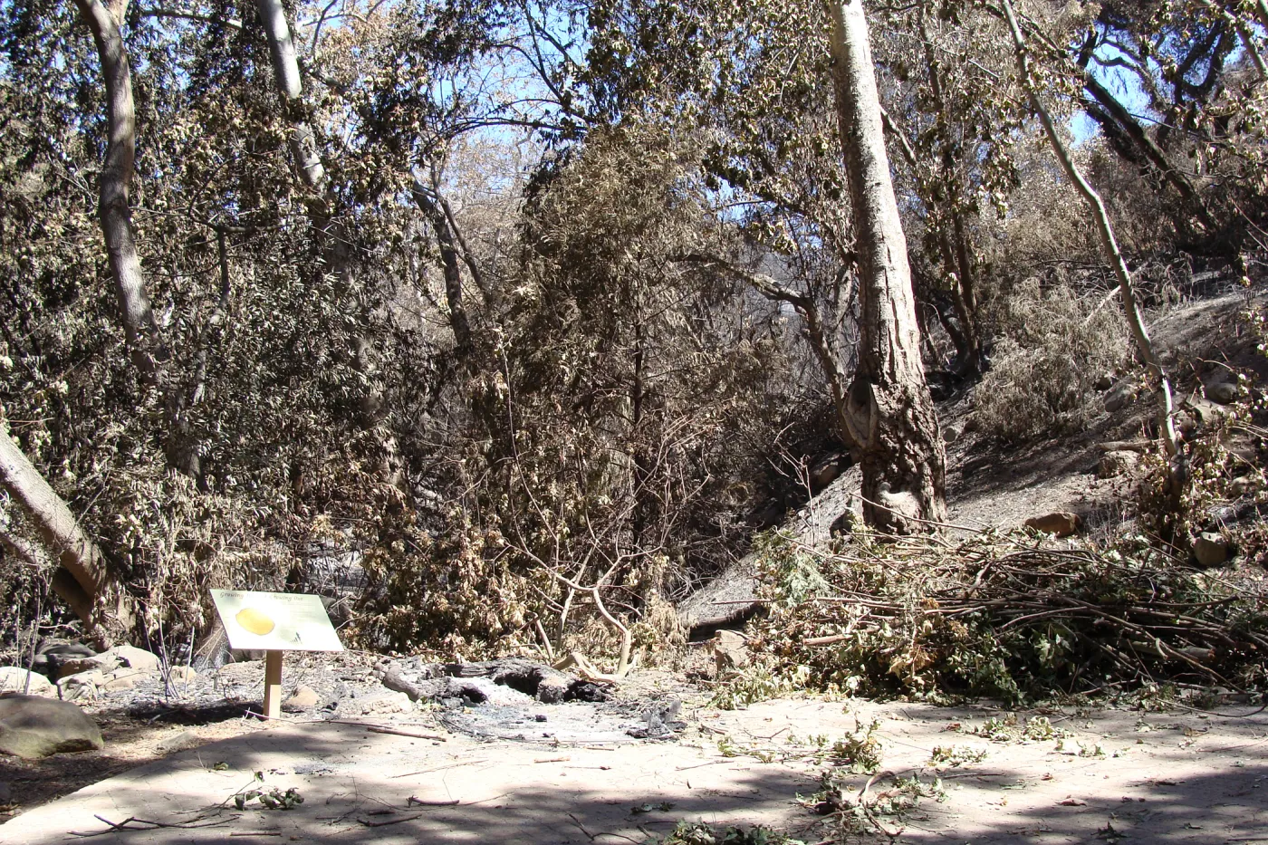 burned remains of the Redwood Cross-section exhibit, after the Jesusita Fire