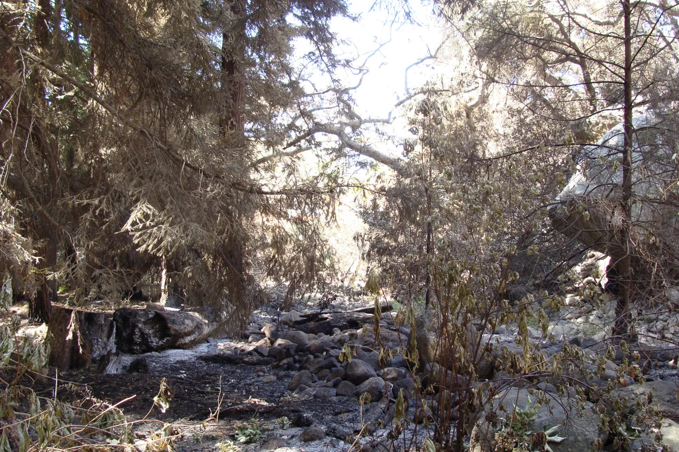 Mission Creek above the Mission Dam, after the Jesusita Fire