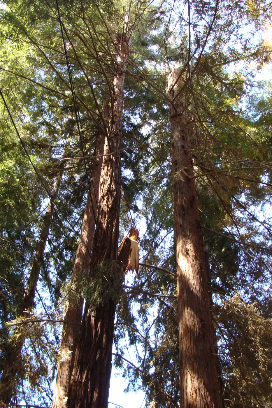 broken branch in the Redwood Section, after the Jesusita Fire (Coast Redwood)