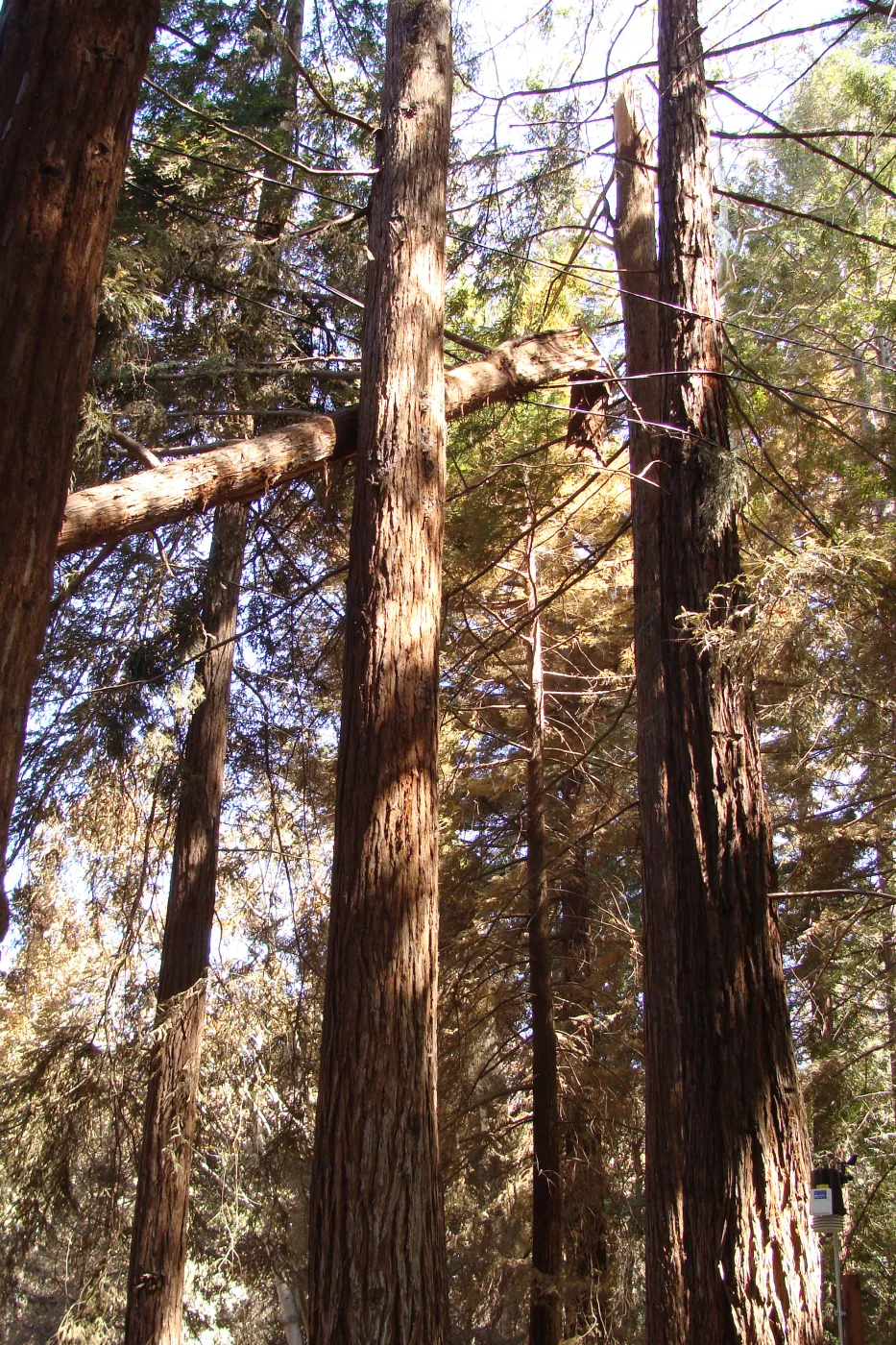 heat-singed trees and broken branch in the Redwood Section, after the Jesusita Fire (Coast Redwood)