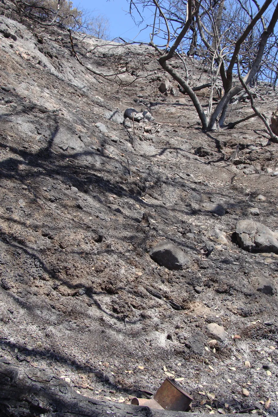 open slope above the Pritchett Trail, just below Tunnel Road, after the Jesusita Fire