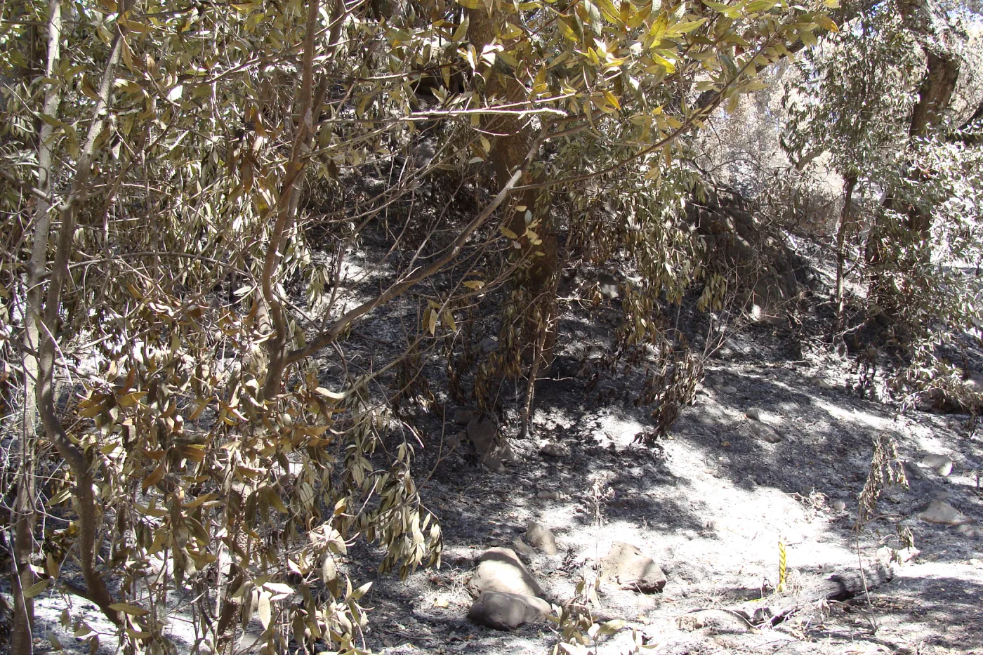 ash and burned bay trees along the Canyon Trail, after the Jesusita Fire