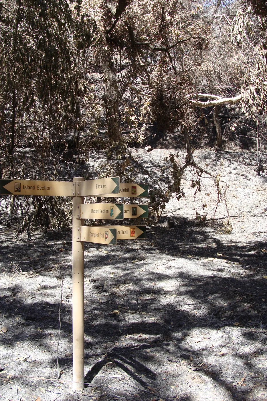 Directional signage at the Campbell Bridge location along the Canyon Trail, after the Jesusita Fire